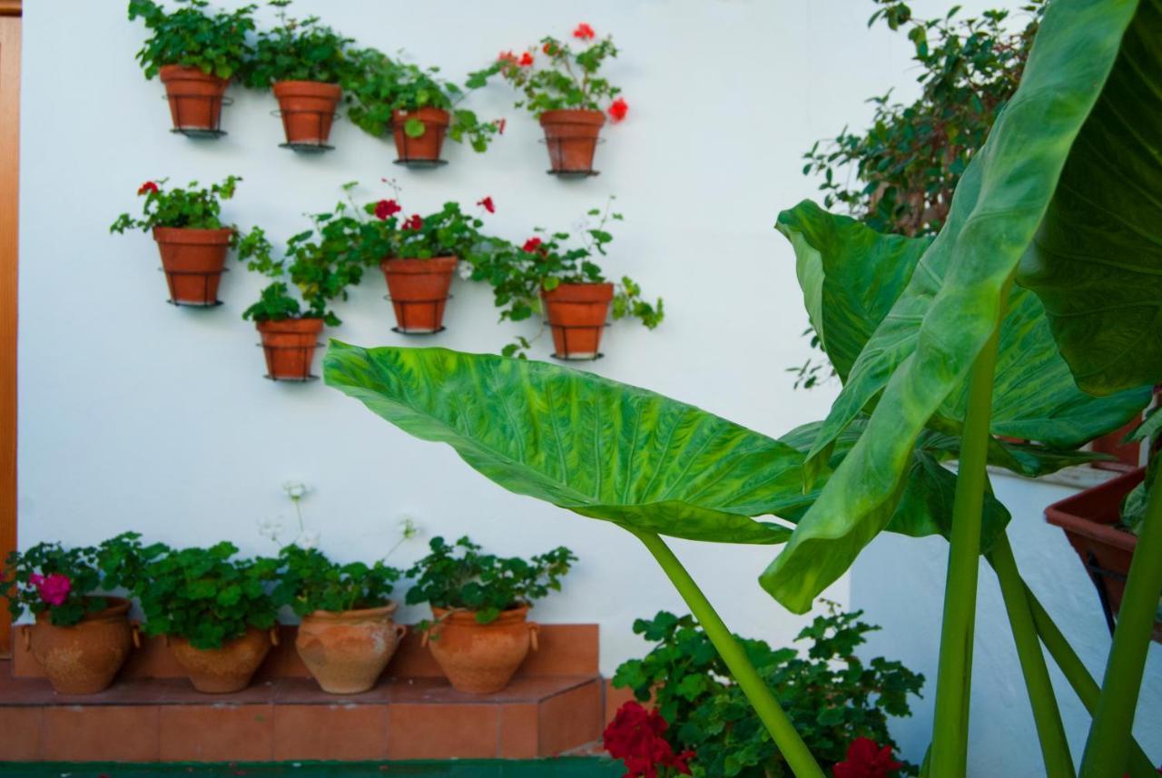 Hostal Batato Vejer de la Frontera Exteriör bild